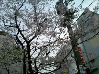 吉原公園の桜